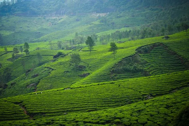 Munnar Tea Hills